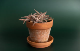 spiky succulent in a terra cotta pot, product photography sample